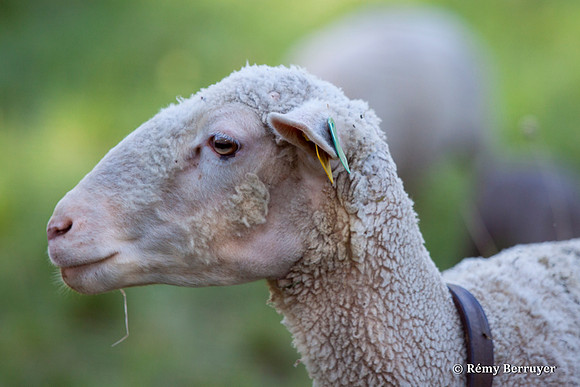 Mouton