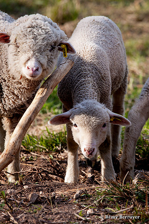 Mouton