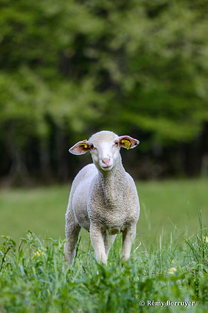 Mouton