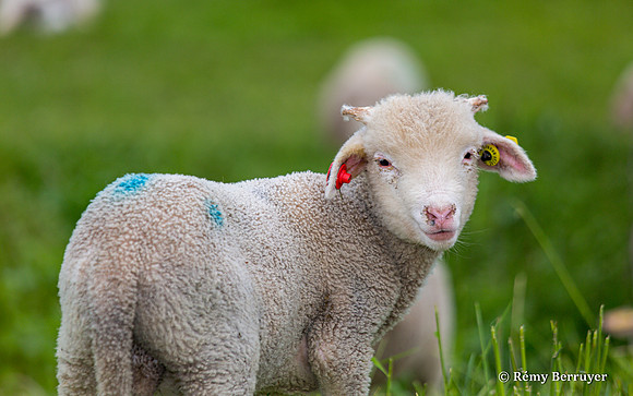 Mouton