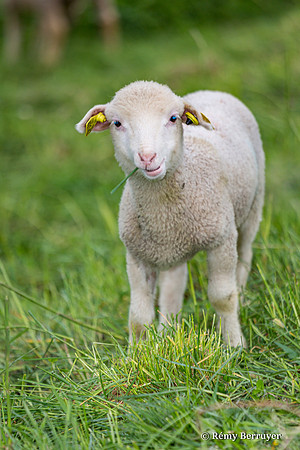 Mouton