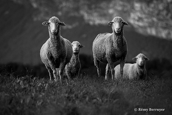 Moutons