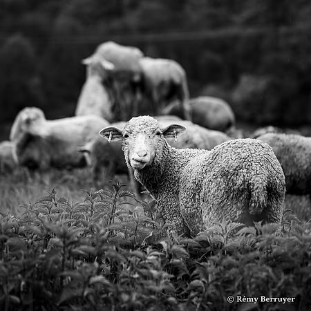 Mouton