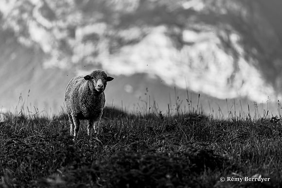 Mouton