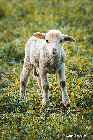 Mouton