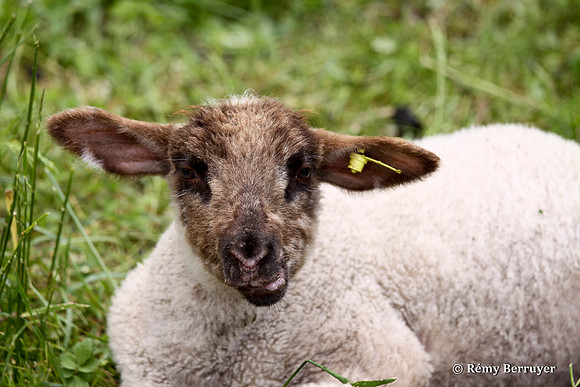Mouton