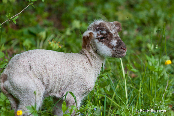 Mouton