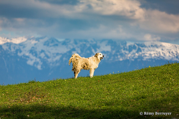Mouton