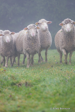 Mouton