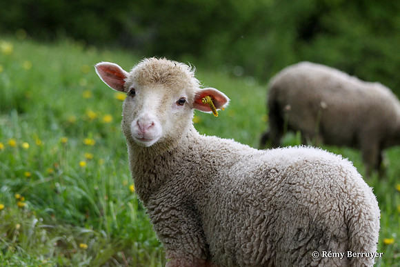 Mouton