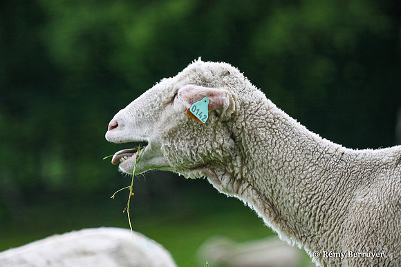 Mouton