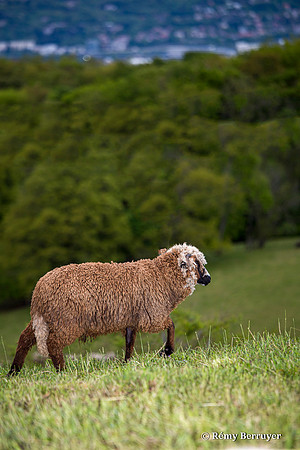 Mouton