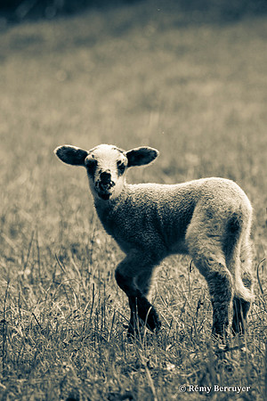 Mouton