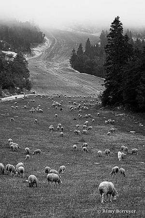 Mouton