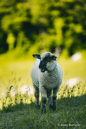 Mouton