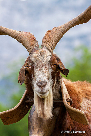 Mouton