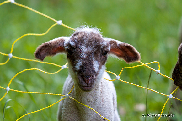 Mouton