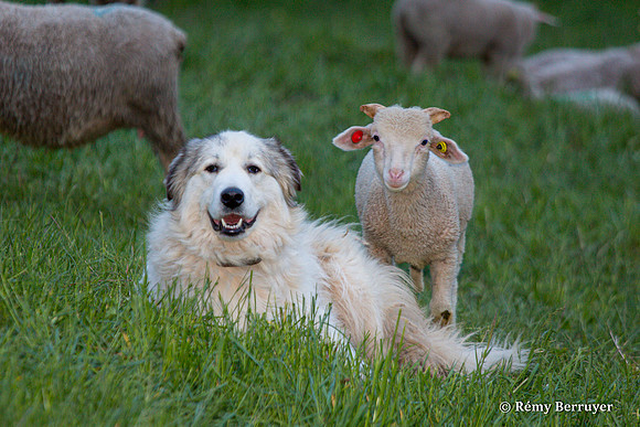 Mouton
