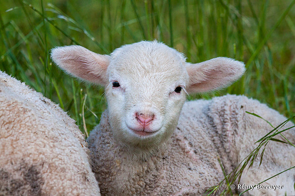 Mouton