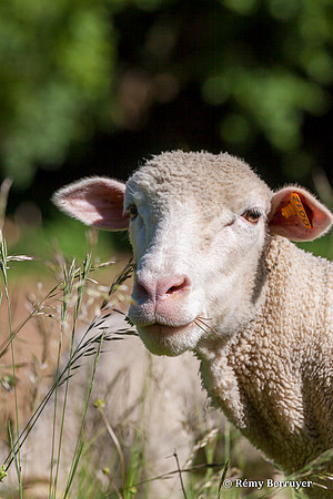 Mouton