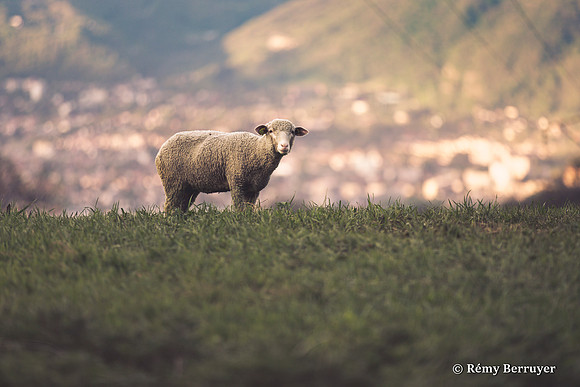 Mouton