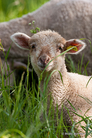 Mouton
