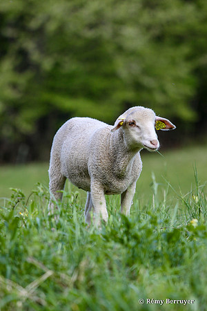 Mouton
