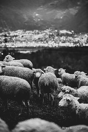 Mouton