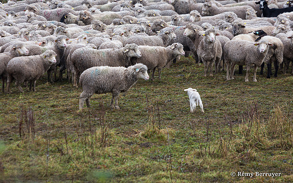 Mouton
