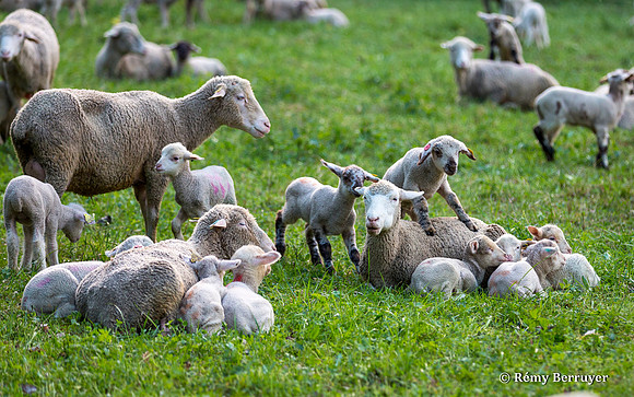 Mouton