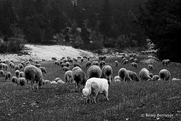 Mouton