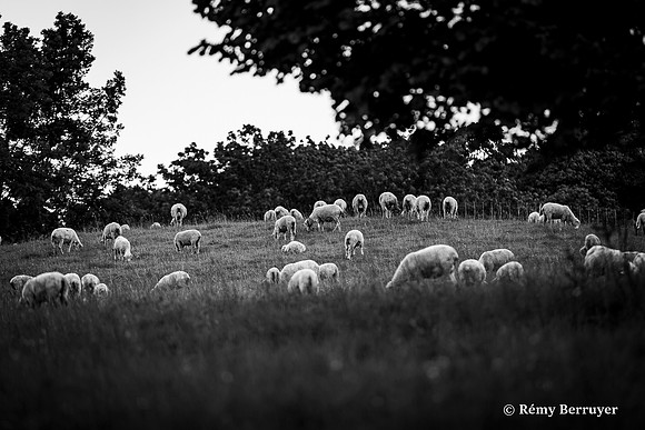 Mouton