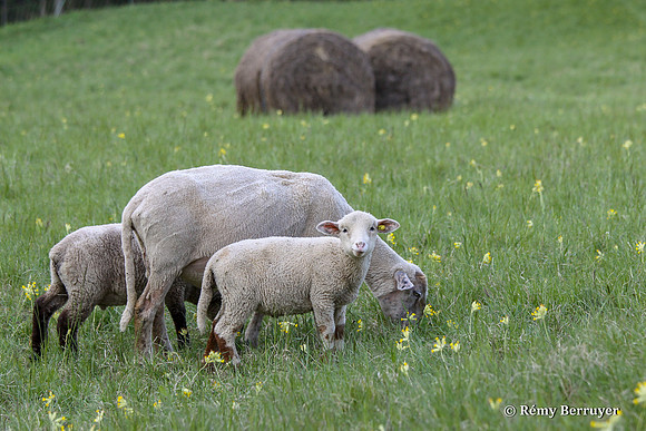 Mouton