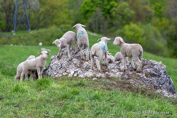 Mouton