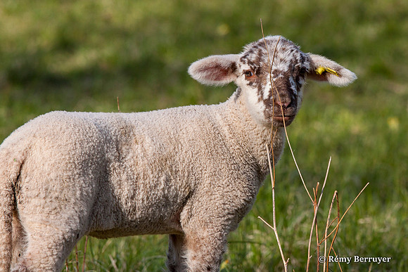 Mouton
