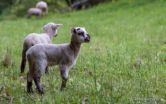 Mouton