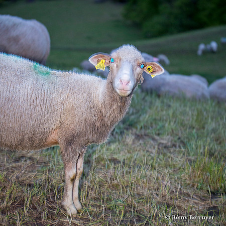 Mouton