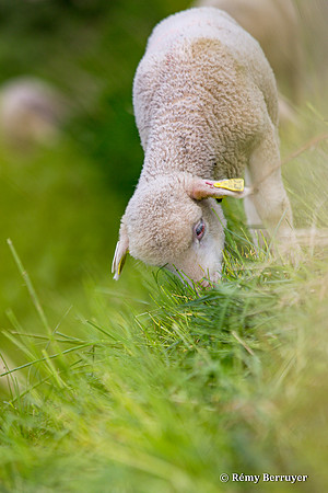 Mouton