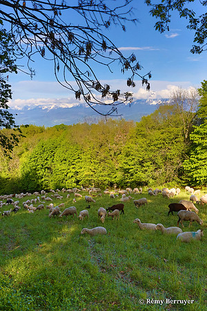 Mouton