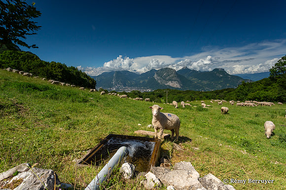 Mouton