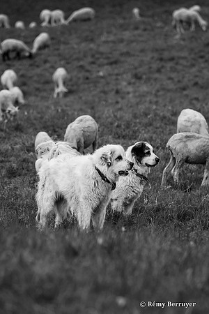 Mouton