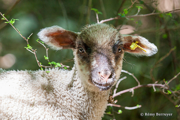 Mouton