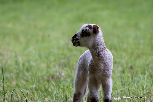 Mouton