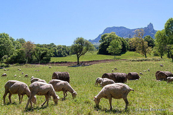 Mouton