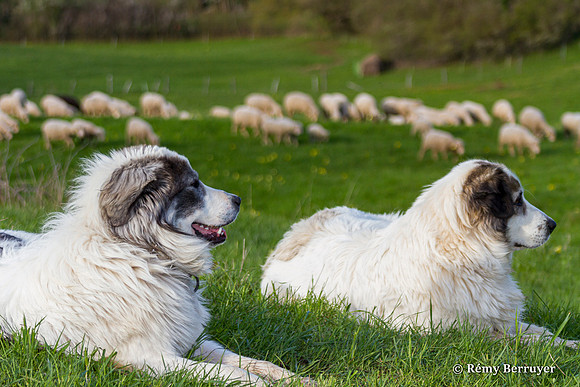 Mouton