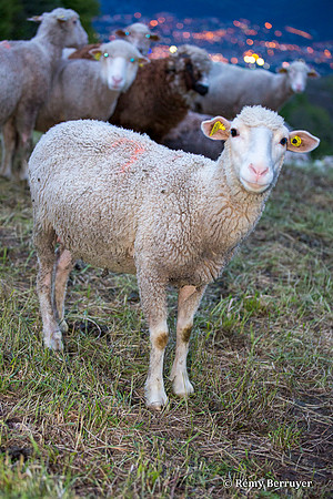 Mouton