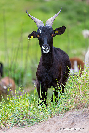 Mouton