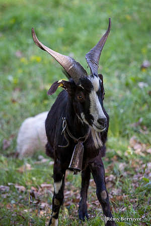 Mouton