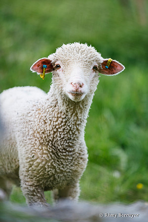 Mouton
