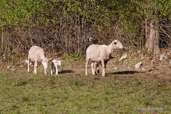 Mouton